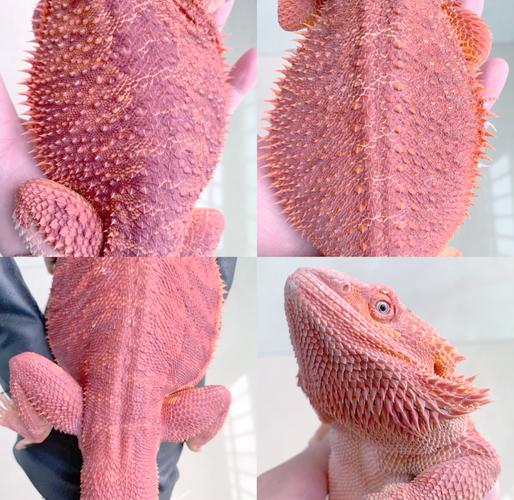 新手养蜥蜴选对品种上玻璃缸，科学喂养勤观察（养蜥蜴新手入门）