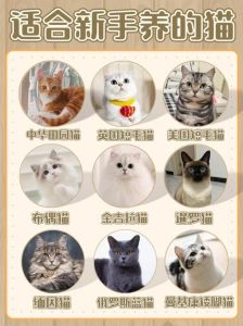 好养便宜又漂亮猫推荐（哪一种猫好养便宜又漂亮）
