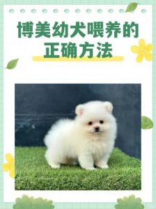 小奶狗喂养与护理全攻略（小奶狗要怎么喂养）