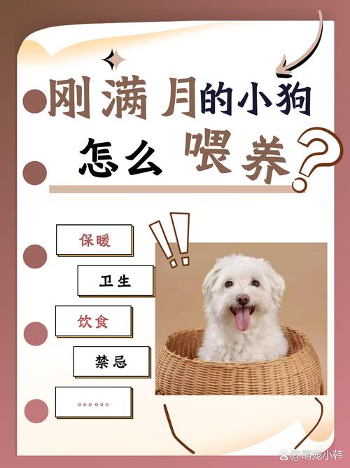 无母乳小狗喂养护理全攻略（小狗刚满月怎么喂养）