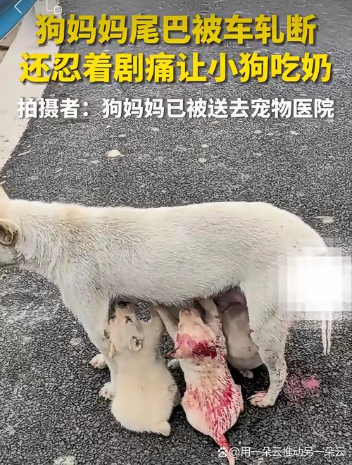 小狗哭叫叼玩具？需关注情绪与安全（小狗(人)带玩具尾巴哭叫）
