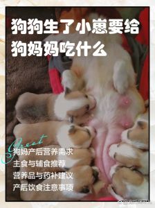 羊奶粉喂养幼犬全攻略（刚离奶的小狗怎么喂养）