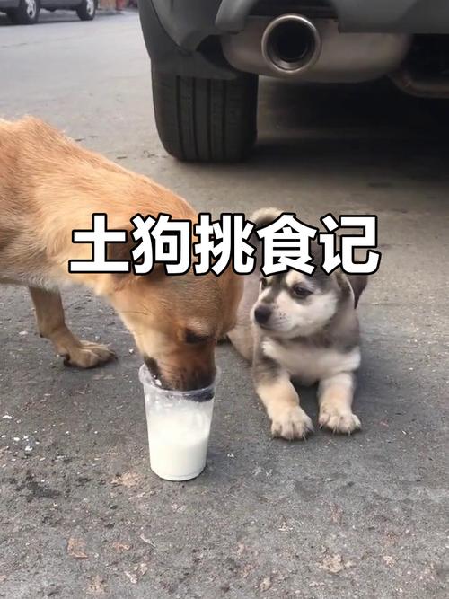 小土狗满月吃米饭要适量，剩饭剩菜不能喂（搞满月的小土狗可以吃米饭吗）