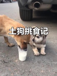 小土狗满月吃米饭要适量，剩饭剩菜不能喂（搞满月的小土狗可以吃米饭吗）