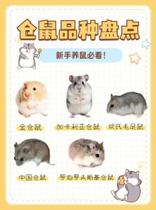 养一只仓鼠更合适，避免争斗，经济方便（仓鼠养一只还是养一对好）