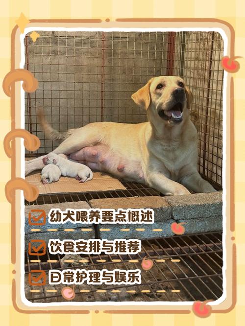 未满月狗狗母乳喂养指南（未满月的狗狗怎么喂养）