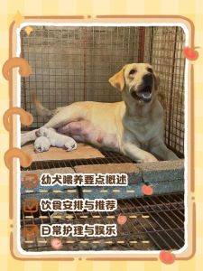 未满月狗狗母乳喂养指南（未满月的狗狗怎么喂养）