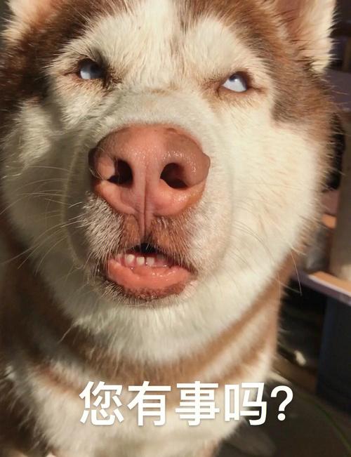网络减压神器（搞笑宠物表情照片）
