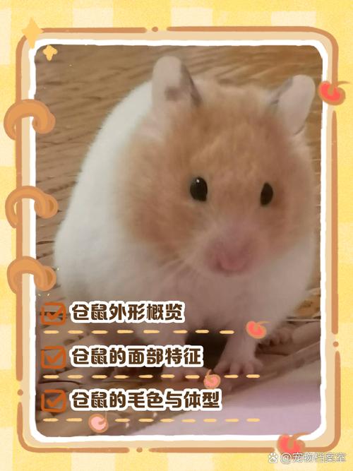 萌态外表与迷人行为（仓鼠为什么这么可爱）