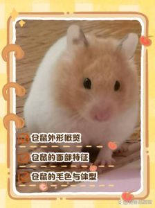 萌态外表与迷人行为（仓鼠为什么这么可爱）
