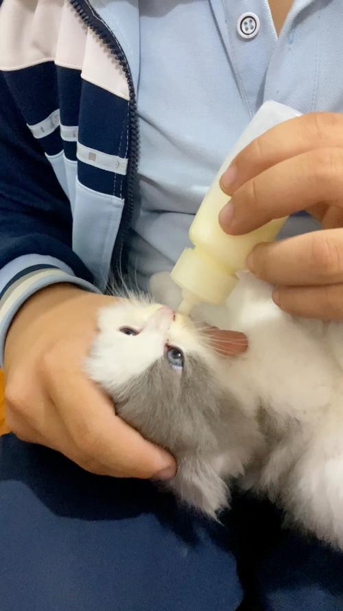 小猫喂养全攻略（未满月小猫人工喂养）
