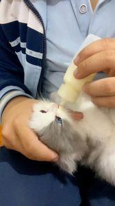 小猫喂养全攻略（未满月小猫人工喂养）