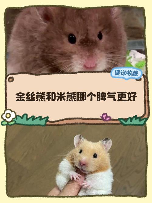 选金丝熊还是普通仓鼠？看生活方式轻松选！（金丝熊和仓鼠哪个好养）