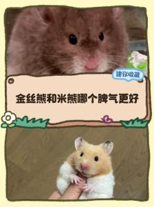 选金丝熊还是普通仓鼠？看生活方式轻松选！（金丝熊和仓鼠哪个好养）