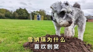 狗狗刨窝原因多，主人需了解应对法（狗为什么刨窝）
