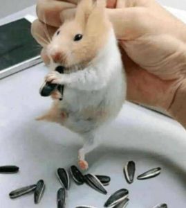 安全捕捉与照顾妙招（小仓鼠钻进家里了怎么抓）