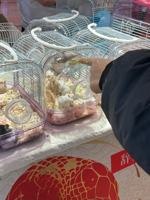 避光防风远离干扰，安全稳定很重要（家里养小仓鼠放哪里好）