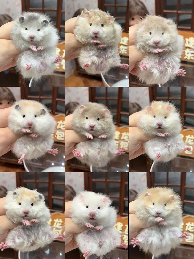 小团子宠物，温顺亲人，养护需注意（有没有卷毛又好看的仓鼠）