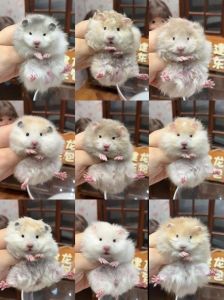 小团子宠物，温顺亲人，养护需注意（有没有卷毛又好看的仓鼠）