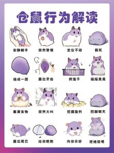 属鼠配牛龙猴旺事业（仓鼠最旺的三个生肖）