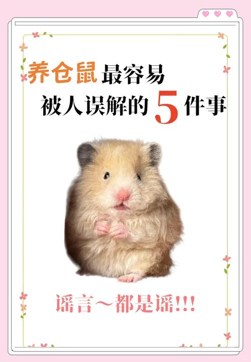 不建议混养仓鼠，单独饲养更安全（仓鼠为什么不能养一对）
