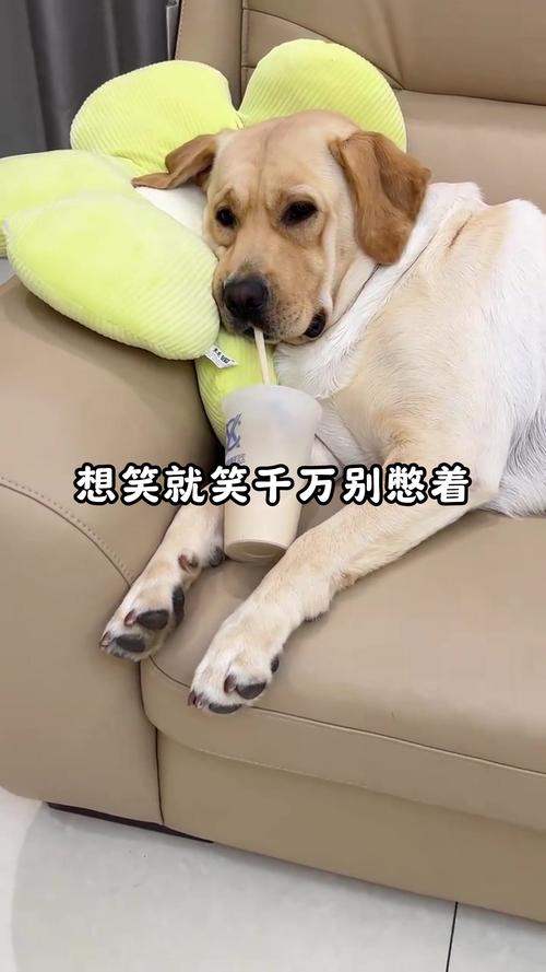治愈搞笑，幽默生活智慧（爆笑图文萌宠表情）