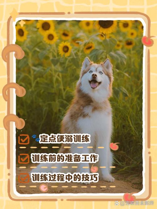 用气味引导，及时奖励，规律作息（训练小狗狗大小便妙招）