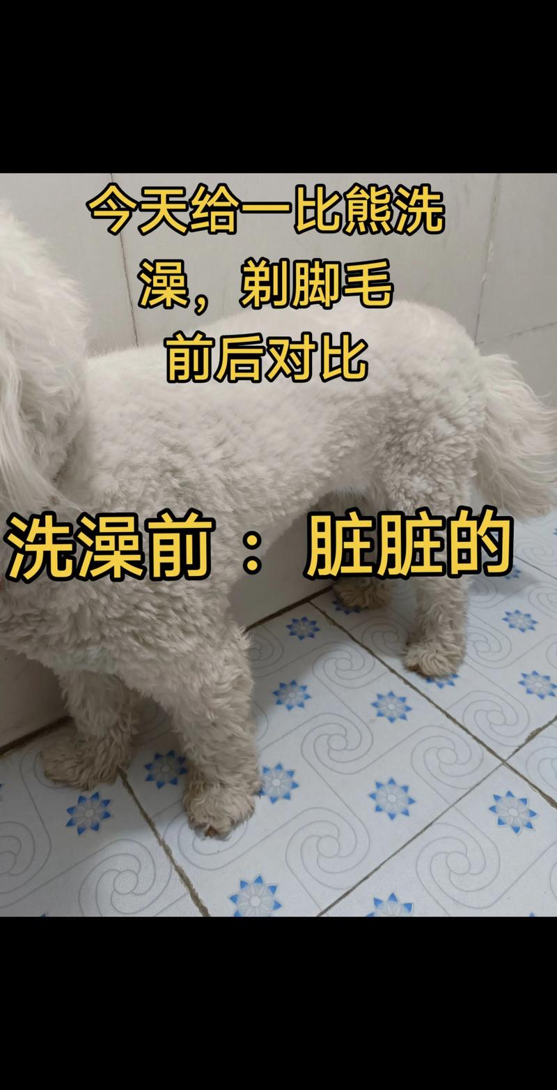 水温37-40℃，两周一次，专用沐浴露！（养泰迪狗洗澡要注意什么）