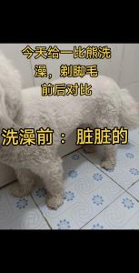 水温37-40℃，两周一次，专用沐浴露！（养泰迪狗洗澡要注意什么）