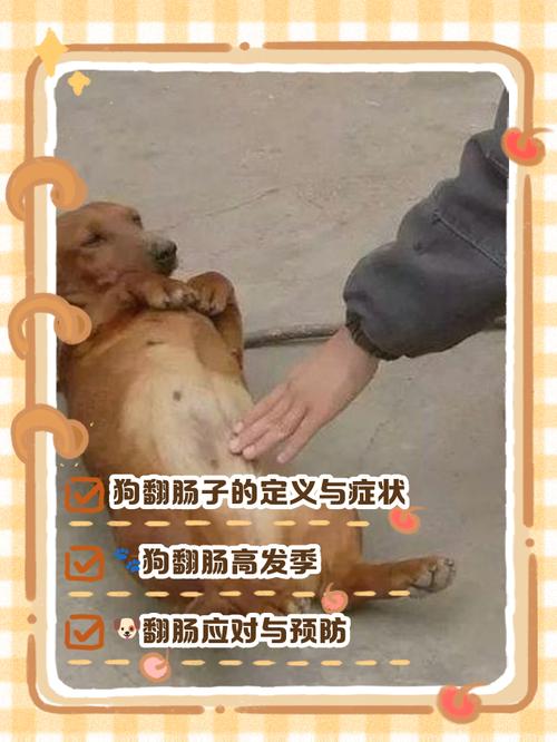 幼犬细小病毒，呕吐腹泻需警惕（狗狗几个月翻肠子）