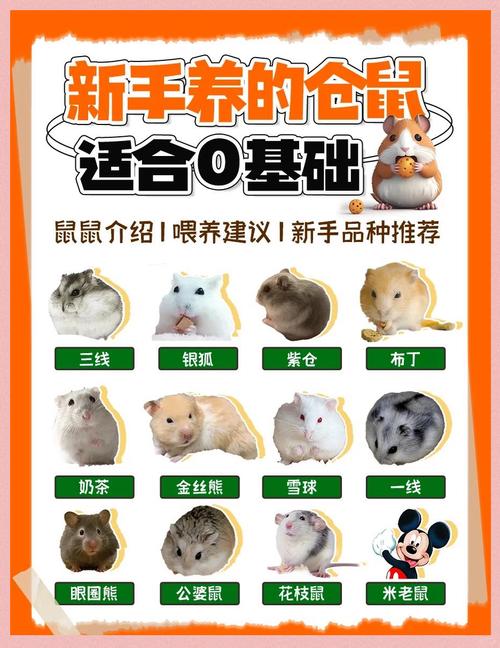 新手养仓鼠选三线金熊或罗伯，性格空间要考虑（第一次养仓鼠适合养什么品种）
