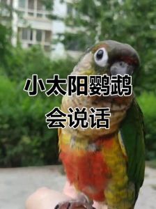 虎皮和尚最合适（哪些品种的鹦鹉会说话适合家养）