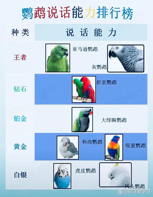 鹦鹉品种言语能力特点解析（鹦鹉说话最好的品种）