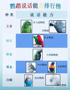 鹦鹉品种言语能力特点解析（鹦鹉说话最好的品种）