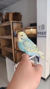 虎皮玄凤爱情鸟推荐（哪种鹦鹉适合家养）