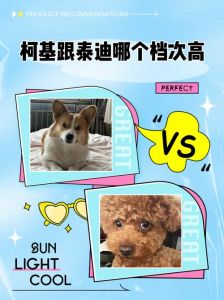 柯基泰迪选哪个？性格外貌价格大比拼（柯基犬和泰迪狗哪个好养）
