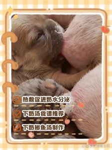 幼犬无乳？羊奶粉代乳粉喂养指南（奶狗奶不够吃解决方法）