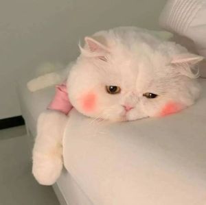 萌猫萌娃表情包，聊天必备，有趣又传情！（萌表情包）