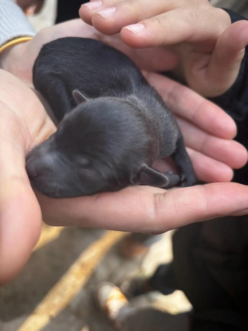 新手养狗？教你怎么喂奶！（刚出生的小狗不会吃奶怎么办）