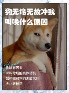 狗狗摇着尾巴叫唤，是跟主人撒娇啊！（小狗（人）爬过来叫主人）