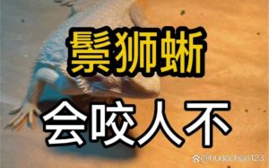 家养蜥蜴咬人怎么办？（家养的蜥蜴咬人吗）