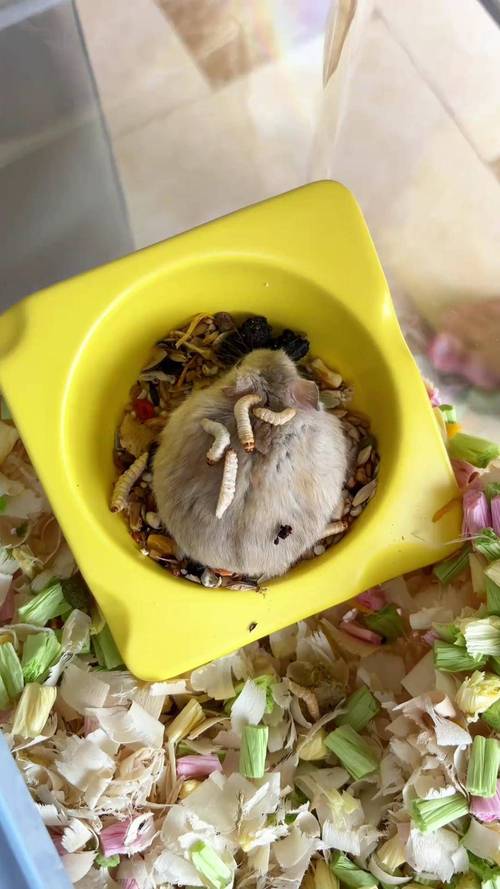 科学喂养仓鼠，均衡饮食保健康！（家养小仓鼠吃什么好）