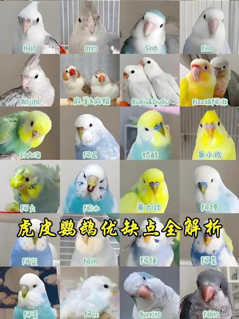 虎皮鹦鹉学说话训练技巧（虎皮鹦鹉会说话吗）