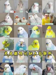 虎皮鹦鹉学说话训练技巧（虎皮鹦鹉会说话吗）