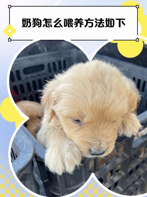 科学喂养小奶狗，保暖安全是关键（小奶狗怎么喂养方法如下）