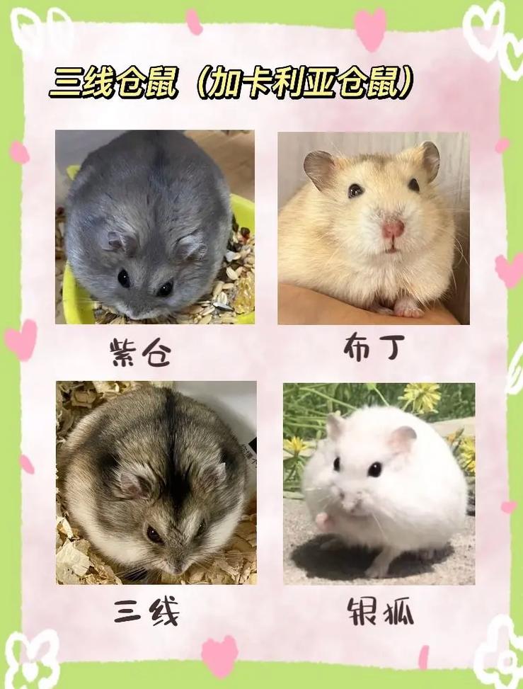 选对仓鼠品种，性格活泼好养！（仓鼠品种大全及图片）