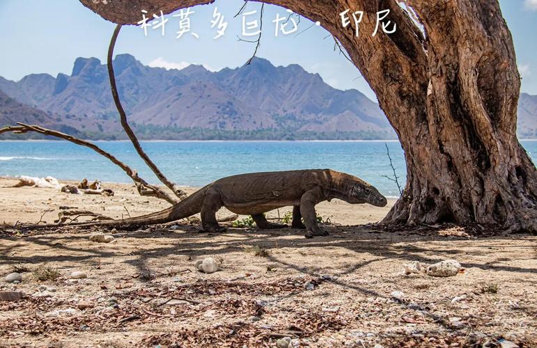 科莫多巨蜥最大最猛，水巨蜥温顺成宠物（最大的蜥蜴十大排名）