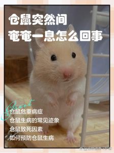 仓鼠可爱老鼠招人烦，外貌习性惹人爱憎（仓鼠为什么可爱老鼠不可爱）