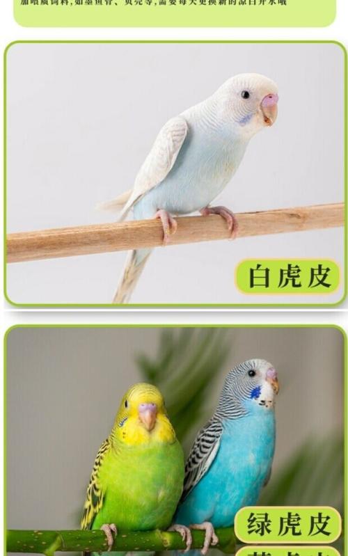 家养鹦鹉选对品种，聪明爱说话易打理（哪种适合家养的鸟鹦鹉会说话）