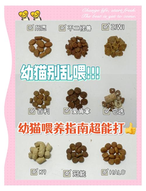 小猫喂养全攻略（小猫刚生下来怎么喂养）